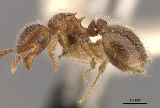 Meranoplus peringueyi specimen CASENT0908930 image casent0908930_3
