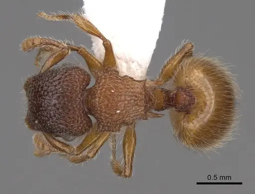 Meranoplus peringueyi specimen CASENT0922941 image casent0922941_1