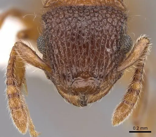 Meranoplus peringueyi specimen CASENT0922941 image casent0922941_2