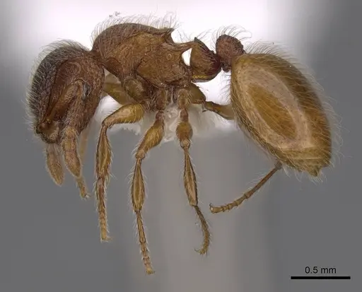 Meranoplus peringueyi specimen CASENT0922941 image casent0922941_3