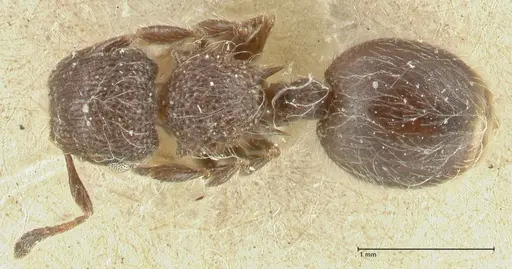 Meranoplus peringueyi specimen FOCOL1936 image focol1936_1