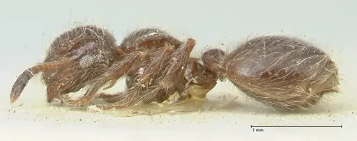 Meranoplus peringueyi specimen FOCOL1936 image focol1936_3