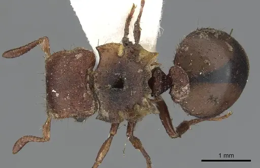 Meranoplus pubescens specimen CASENT0902046 image casent0902046_1