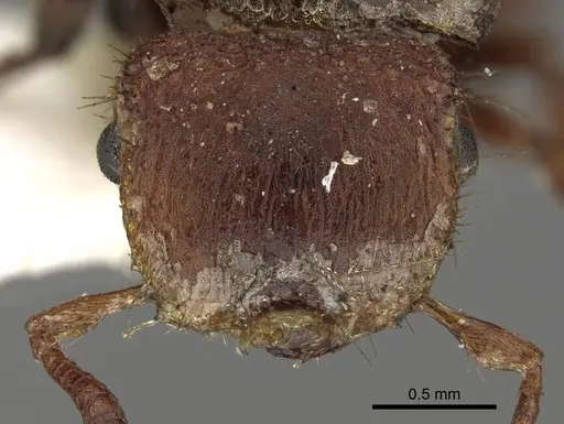 Meranoplus pubescens specimen CASENT0902046 image casent0902046_2