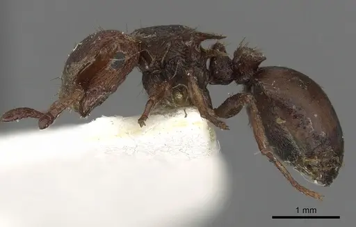Meranoplus pubescens specimen CASENT0902046 image casent0902046_3