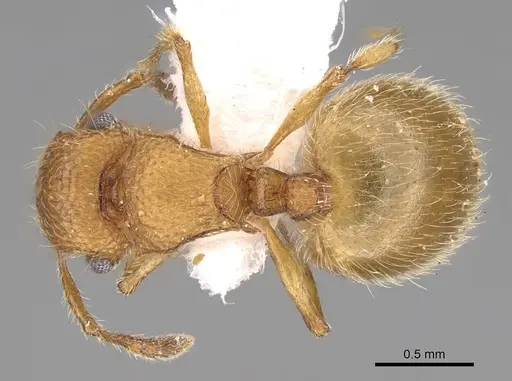 Meranoplus pulcher specimen CASENT0914336 image casent0914336_1
