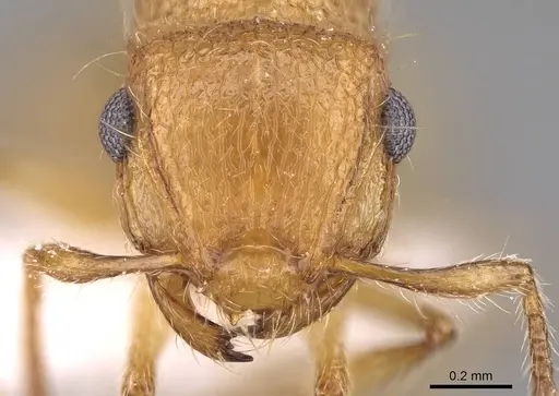 Meranoplus pulcher specimen CASENT0914336 image casent0914336_2