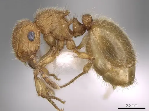 Meranoplus pulcher specimen CASENT0914336 image casent0914336_3