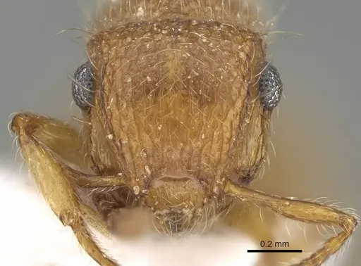 Meranoplus pulcher specimen CASENT0919822 image casent0919822_2