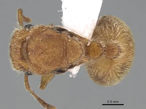 Meranoplus pulcher specimen CASENT0922279 image casent0922279_1