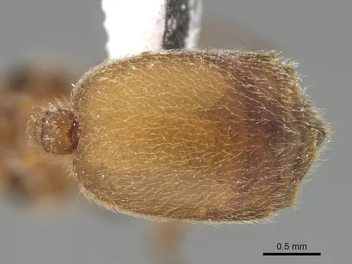 Meranoplus pulcher specimen CASENT0922279 image casent0922279_2