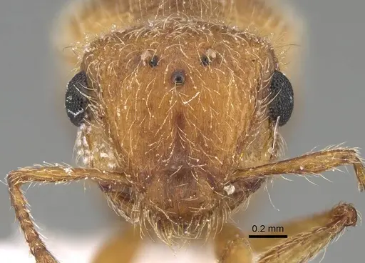 Meranoplus pulcher specimen CASENT0922279 image casent0922279_3
