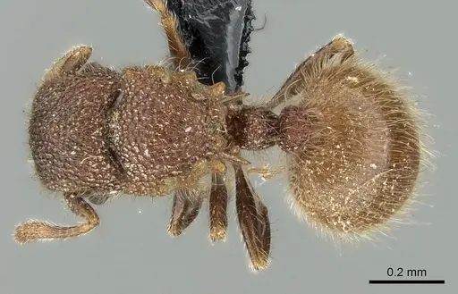 Meranoplus puryi specimen CASENT0906548 image casent0906548_1