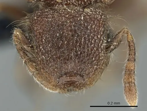 Meranoplus puryi specimen CASENT0906548 image casent0906548_2