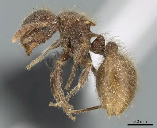 Meranoplus puryi specimen CASENT0906548 image casent0906548_3