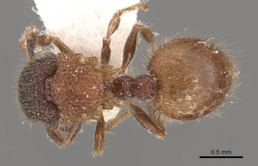 Meranoplus puryi specimen CASENT0908947 image casent0908947_1