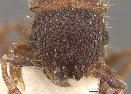 Meranoplus puryi specimen CASENT0908947 image casent0908947_2