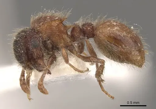 Meranoplus puryi specimen CASENT0908947 image casent0908947_3