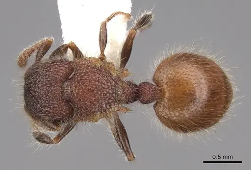 Meranoplus puryi specimen CASENT0922922 image casent0922922_1