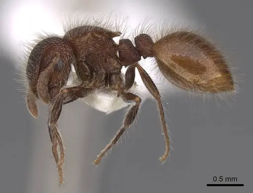 Meranoplus puryi specimen CASENT0922922 image casent0922922_3