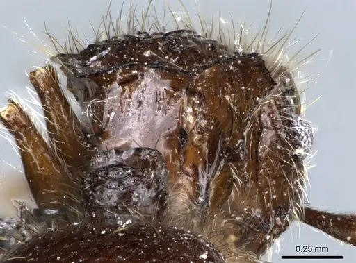 Meranoplus radamae specimen CASENT0009385 image casent0009385_1