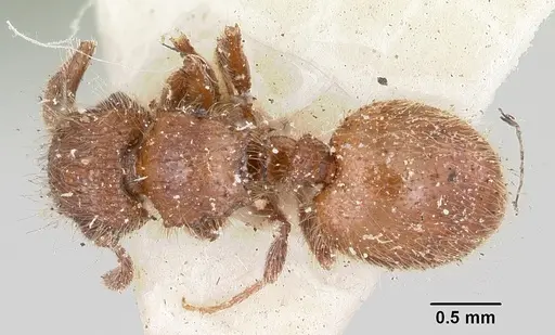 Meranoplus radamae specimen CASENT0101238 image casent0101238_1