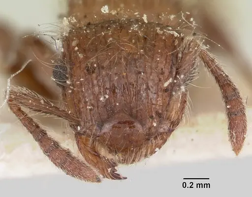 Meranoplus radamae specimen CASENT0101238 image casent0101238_2