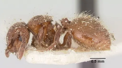 Meranoplus radamae specimen CASENT0101238 image casent0101238_3