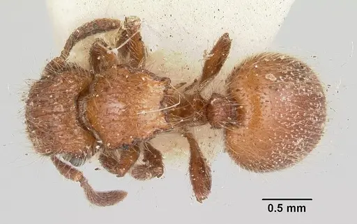 Meranoplus radamae specimen CASENT0101239 image casent0101239_1