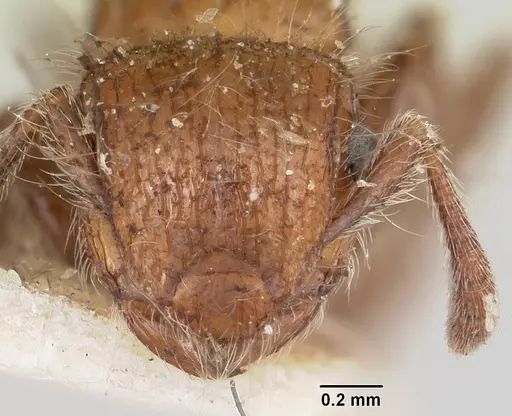 Meranoplus radamae specimen CASENT0101239 image casent0101239_2