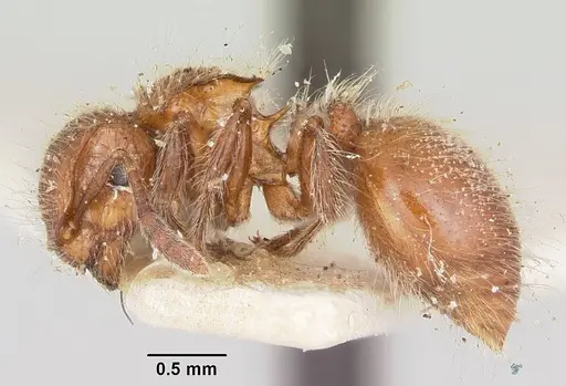 Meranoplus radamae specimen CASENT0101239 image casent0101239_3