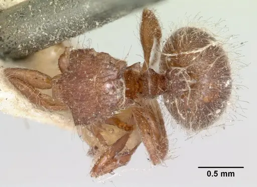 Meranoplus radamae specimen CASENT0101634 image casent0101634_1
