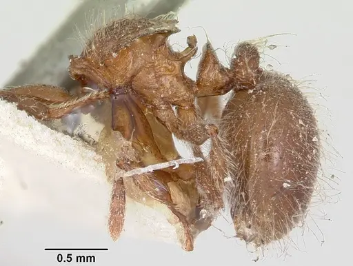 Meranoplus radamae specimen CASENT0101634 image casent0101634_3