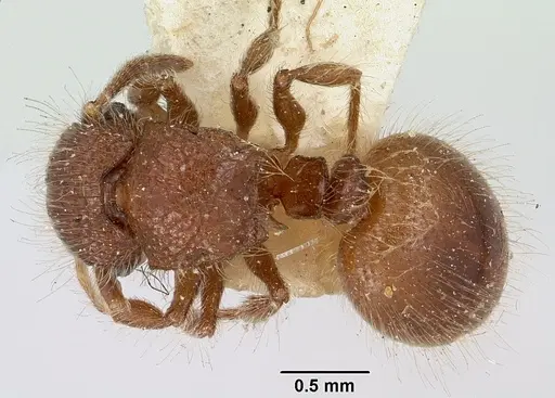 Meranoplus radamae specimen CASENT0101641 image casent0101641_1