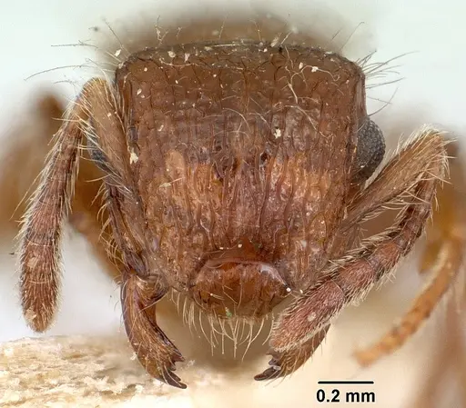 Meranoplus radamae specimen CASENT0101641 image casent0101641_2