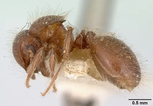 Meranoplus radamae specimen CASENT0101641 image casent0101641_3