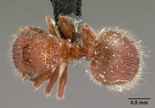 Meranoplus radamae specimen CASENT0102066 image casent0102066_1