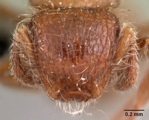 Meranoplus radamae specimen CASENT0102066 image casent0102066_2