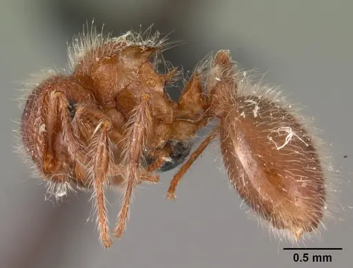 Meranoplus radamae specimen CASENT0102066 image casent0102066_3