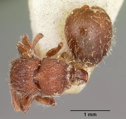 Meranoplus radamae specimen CASENT0104611 image casent0104611_1