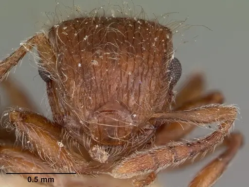 Meranoplus radamae specimen CASENT0104611 image casent0104611_2