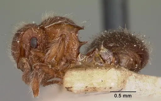 Meranoplus radamae specimen CASENT0104611 image casent0104611_3