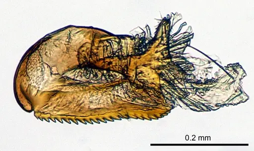 Meranoplus radamae specimen CASENT0115117 image casent0115117_1