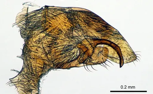 Meranoplus radamae specimen CASENT0115117 image casent0115117_2
