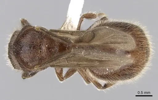 Meranoplus radamae specimen CASENT0317524 image casent0317524_1