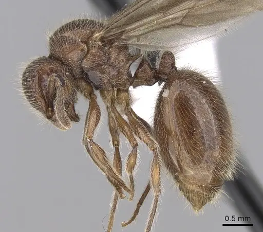 Meranoplus radamae specimen CASENT0317524 image casent0317524_3