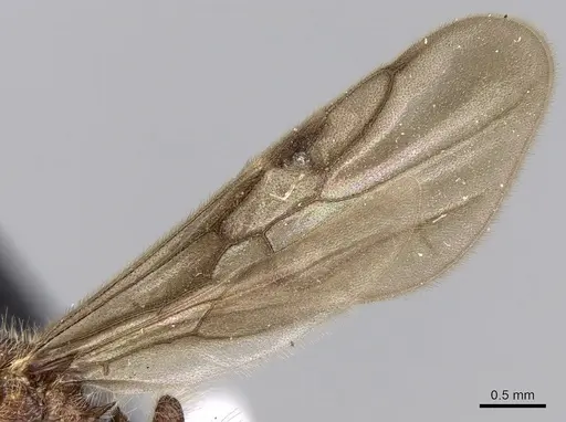 Meranoplus radamae specimen CASENT0317524 image casent0317524_4