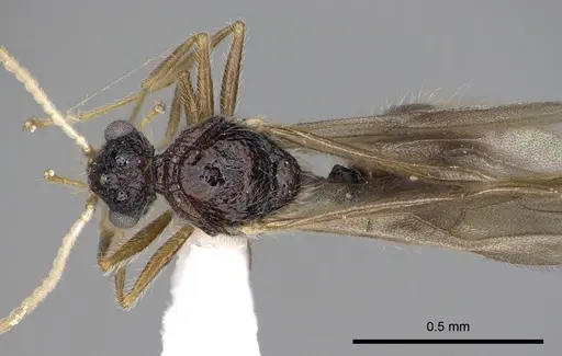 Meranoplus radamae specimen CASENT0317525 image casent0317525_1