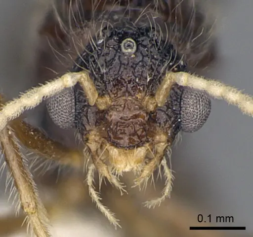 Meranoplus radamae specimen CASENT0317525 image casent0317525_2