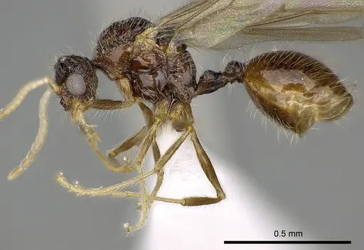 Meranoplus radamae specimen CASENT0317525 image casent0317525_4